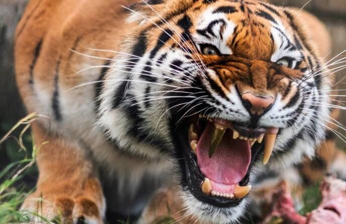 Guardia fallece, atacado, tigre, China